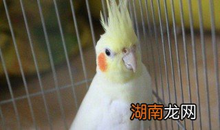 玄凤鹦鹉怎么养吃什么 玄凤鹦鹉养殖方法