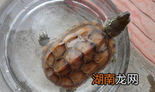 陆地乌龟怎么养 陆地乌龟的养殖方法