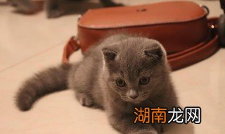 英短猫怎么养 英短猫如何养