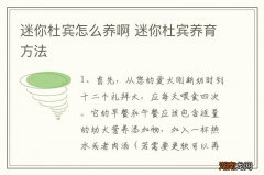 迷你杜宾怎么养啊 迷你杜宾养育方法