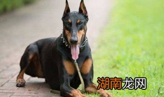 杜宾怎么养 杜宾养殖方法