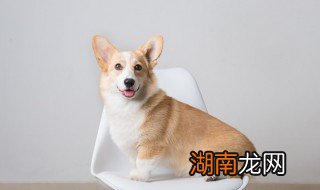 公狗狗名字大全 适合公狗狗的名字