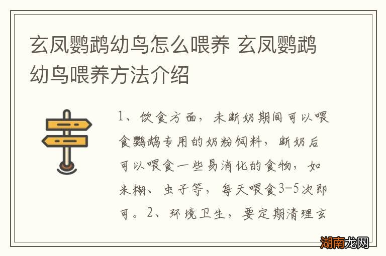 玄凤鹦鹉幼鸟怎么喂养 玄凤鹦鹉幼鸟喂养方法介绍