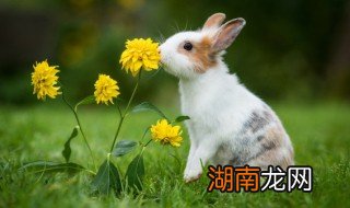 家里养兔子的注意事项 兔子怎么养