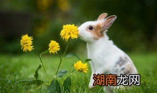 家里养兔子要注意什么 家里养兔子的注意事项有哪些