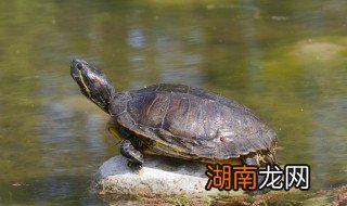 自家养的乌龟怎么过冬 家庭养乌龟如何过冬?