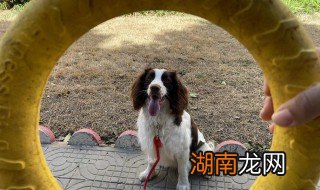 史宾格掉毛期间要注意哪些 史宾格掉毛期间要注意什么