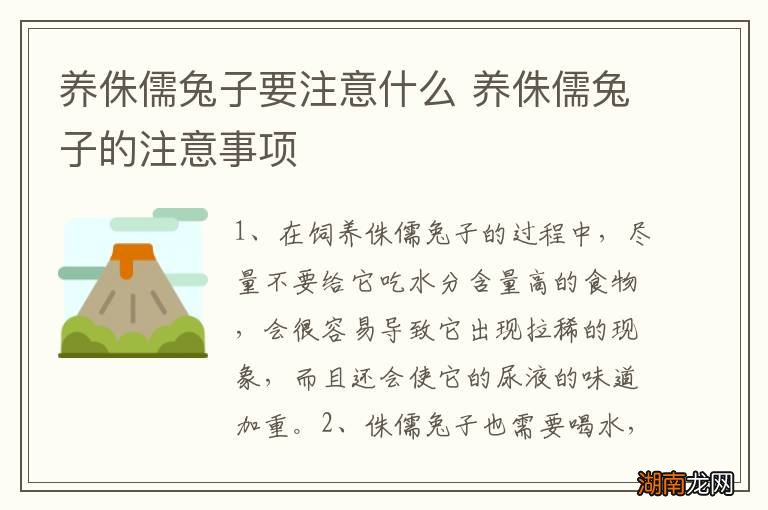 养侏儒兔子要注意什么 养侏儒兔子的注意事项