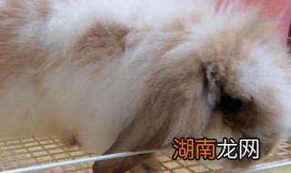 养侏儒兔子要注意什么 养侏儒兔子的注意事项