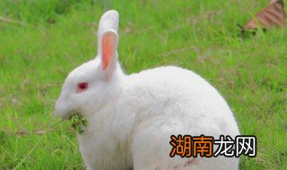 养垂耳兔要注意什么 养垂耳兔的注意事项有哪些