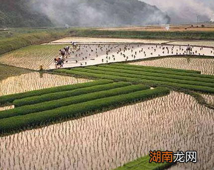 王莽建立的新朝存活了十五年之久 王莽期间都做了哪些事情