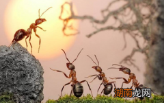 蚂蚁王国有哪些神秘之处？蚂蚁有自己的独立社会吗？