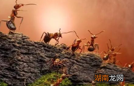 蚂蚁王国有哪些神秘之处?蚂蚁有自己的独立社会吗?