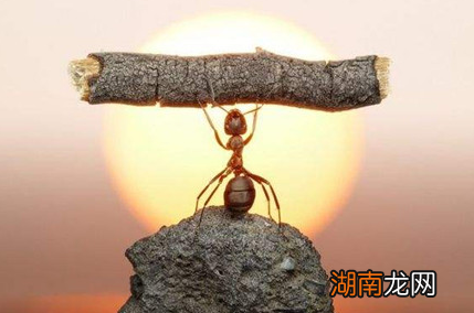 蚂蚁王国有哪些神秘之处?蚂蚁有自己的独立社会吗?