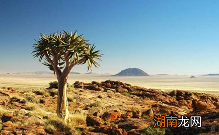 揭秘南非吃人树未解之谜，吃人植物最早来源于哪里？