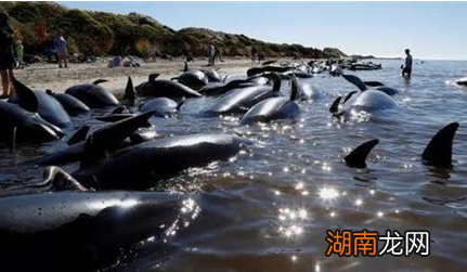 揭秘鲸鱼集体自杀之谜,关于自杀之谜专家有哪些说法?
