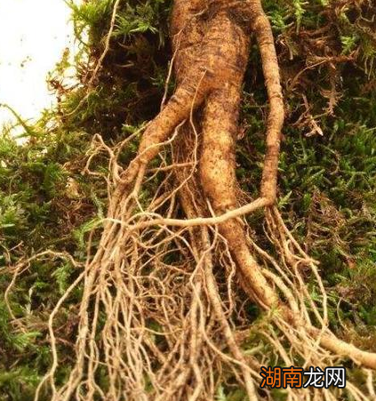 清朝为什么对人参如此重视 满清对人参的理解比汉人要多