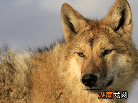 说说古代爆竹的故事 烟花和鞭炮为什么会被称为爆竹