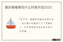 肇庆梅庵梅花什么时候开放2022