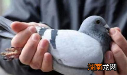 古代飞鸽传书是真的吗 总体来说飞鸽传书还是可行的