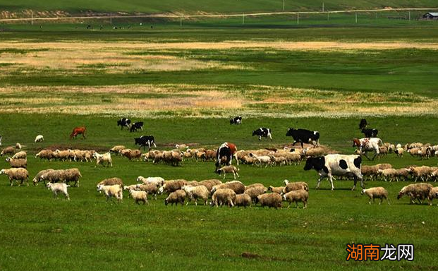 中原王朝在面对北方游牧民族大胜后,缴获的牛羊是怎么处理的?