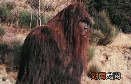 关于比利猿的存在有哪些疑云?比利猿生活在非洲哪个国家?