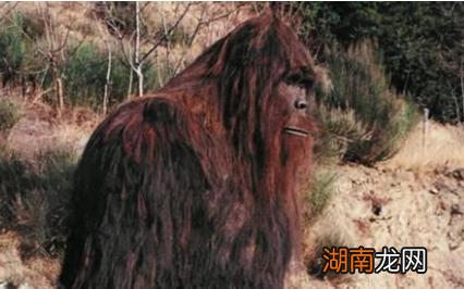 刚果比利猿吃狮子是真的吗?关于比利猿有哪些传说?