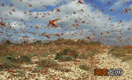 古代蝗灾泛滥时，为何没人把蝗虫当食物呢？