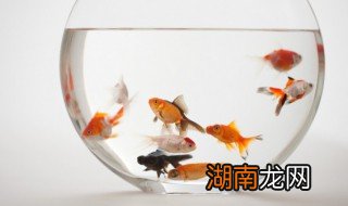 新手养鱼应该注意什么 新手养鱼要注意哪些问题?