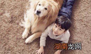 金毛掉毛怎么处理好 金毛掉毛怎么处理好用刷子刷