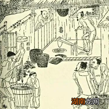 粟作为古代主食 这个粟到底要怎么吃的