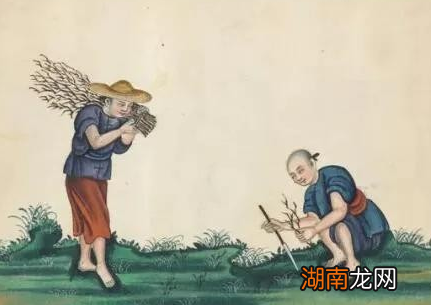 康乾盛世为什么叫做番薯盛世 人口增长是因为番薯和玉米的传入吗