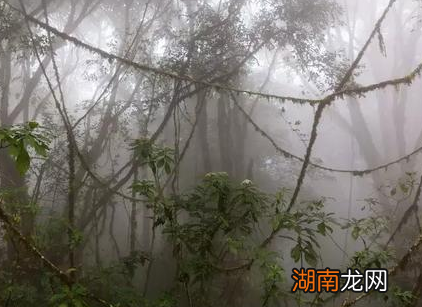 瘴气自秦代以来就多次出现在史书中 所谓的瘴气到底是什么