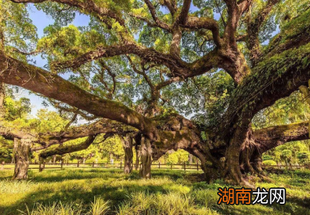 福建为什么会被称为榕城?与北宋官员张伯玉有什么关系?