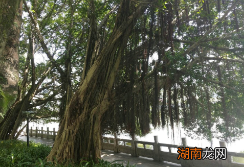 福建为什么会被称为榕城?与北宋官员张伯玉有什么关系?