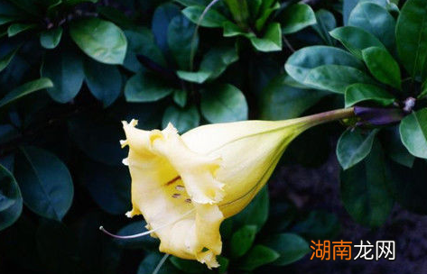 蒙汗药的配方是什么?蒙汗药的解药配方又是什么?