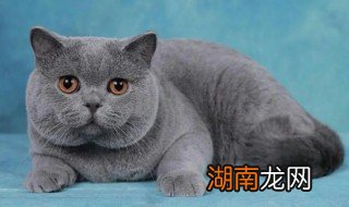 蓝猫的性格跟特点 蓝猫的性格跟特点简单介绍