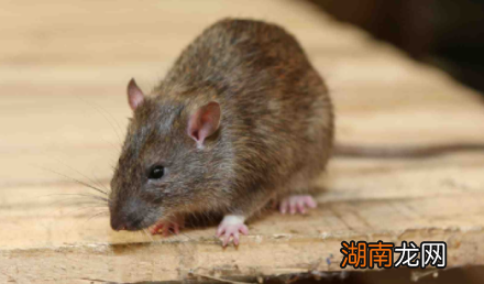 为何犹太人的思考方式那么特别？一则故事透露了答案