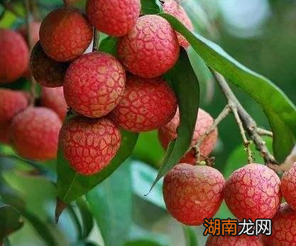 杨贵妃吃荔枝为什么会引发争议 仅仅是跑死几匹马那么简单吗