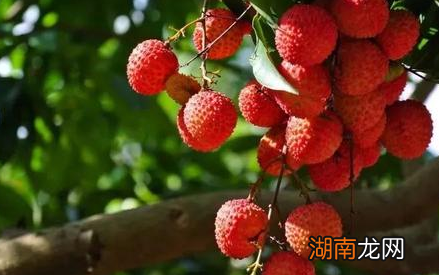 杨贵妃吃荔枝为什么会引发争议 仅仅是跑死几匹马那么简单吗