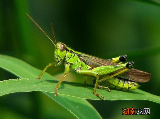 古代人们遇到蝗灾,为何不敢轻易捕杀蝗虫,反而还要祭拜蝗神?