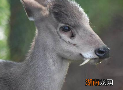 古代麝香真的很厉害吗 宫斗剧中一吻就流产是不是真的