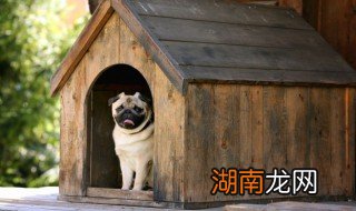 法牛掉毛严重怎么办 法牛掉毛严重怎么解决