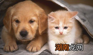 狗可以吃鸡胗吗 狗不能吃鸡吗