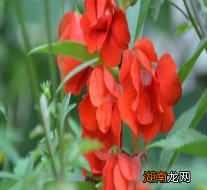 古代没有指甲油 那时的女性又是如何染指甲的