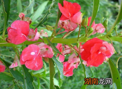 古代没有指甲油 那时的女性又是如何染指甲的