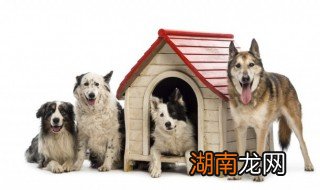 狗可以吃圣女果吗,泰迪狗狗可以吃圣女果吗