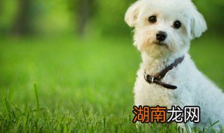 狗可以吃花生米吗,小狗狗可以吃花生米吗