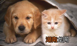 狗狗可不可以吃桔子 狗可以吃桔子吗