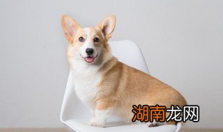 泰迪狗可以吃饼干吗 狗可以吃饼干吗